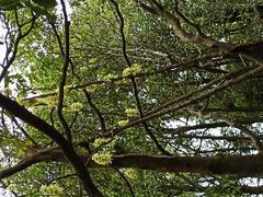 -火炉山森林公园