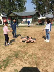 -上美四季动物农场