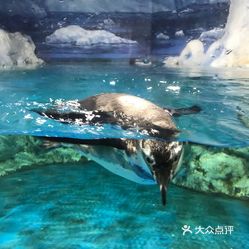 海洋公园在重庆哪里 p3YLzInu3PWsl4kS96VDAr5KrPY_kt0lKDzSy72LrV9-RM1DpXZt13NUAK0r0kjCuzFvxlbkWx5uwqY2qcjixFEuLYk00OmSS1IdNpm8K8sG4JN9RIm2mTKcbLtc2o2vfCF2ubeXzk49OsGrXt_KYDCngOyCwZK-s3fqawWswzk.jpg
