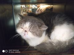 -more than meow吴止猫主题餐厅(承德 中船汇店)