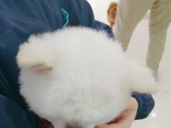 -全心全意连锁动物医院·微创中心·内科急重症·心脏专科(丰管路店)