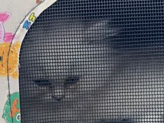 -宠颐生宠物医院外科·内科·皮肤科·影像科(石龙店)
