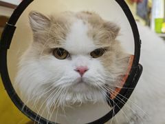 -志龙皇冠吃货椰子铺