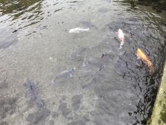 -水前寺成趣园
