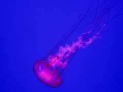 -瑞普利水族馆