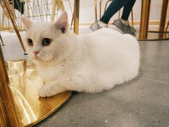 -飞行喵MR PILOT|猫舍·猫咖(静安大融城店)