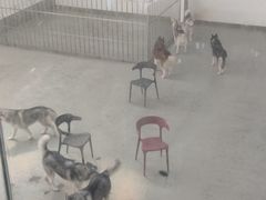 -星多哈·狗咖·拼豆·咖啡