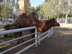 -长白岛森林公园