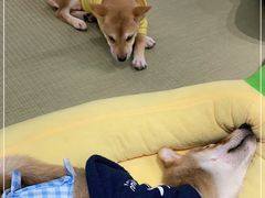 -逗柴咖啡屋·狗咖猫咖宠物桌游