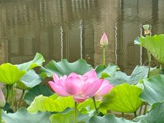 -成都南湖公园