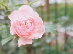 -北京大学燕东园