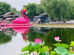 -莲花池公园