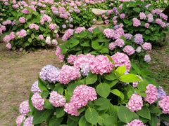 -上海共青森林公园