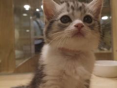 -屋虎猫馆(宝安大仟里店)