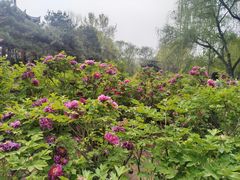 -洛阳市隋唐城遗址植物园