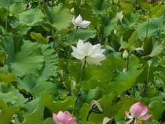 -贵阳市花溪国家城市湿地公园