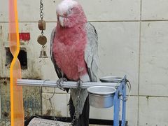 -园圃街雀鸟花园