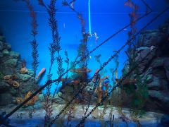 -上海海洋水族馆