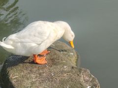 -新江湾城公园