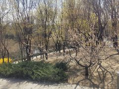 -大望京公园