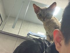 -momokira米努特·德文卷毛猫·棉花面纱犬