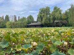 -桂湖森林公园