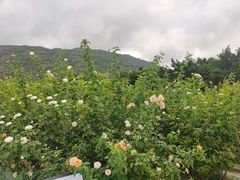 -亚龙湾国际玫瑰谷