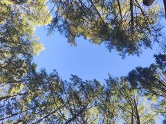 -莫尔道嘎国家森林公园