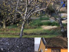 -香雪海
