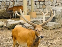 -上方山森林动物世界