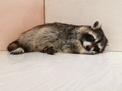 -浣熊柯尔鸭土拨鼠·电玩咖
