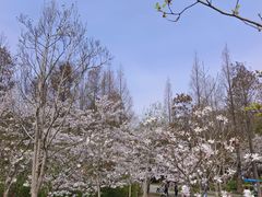 -上海滨江森林公园