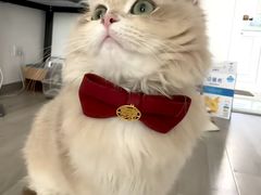 -欣宠猫屋·矮脚拿破仑·蓝金金渐层