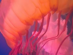 -太平洋海底世界