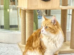 -喵园·猫主题咖啡厅·撸猫·猫咖(国贸店)