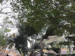 -海南热带野生动植物园