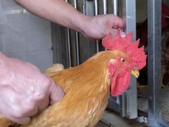 -重庆金老汉烧鸡公火锅(宁国路龙虾一条街店)