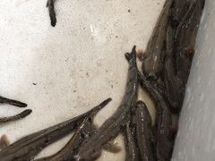 跳跳鱼-杨记海鲜楼