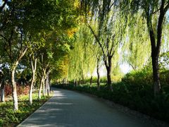 -大兴滨河森林公园