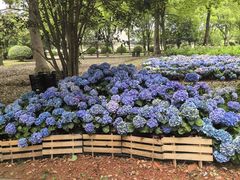 -上海鲜花港