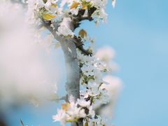-树山生态村
