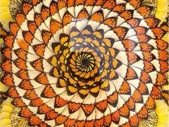 -上海昆虫博物馆