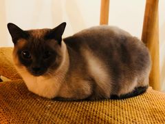 -滚猫咖啡·猫咖·猫友好撸猫(未来城店)