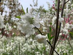 -南汇桃花村