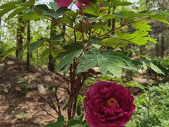 -北京西山国家森林公园