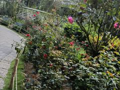 -深圳仙湖植物园