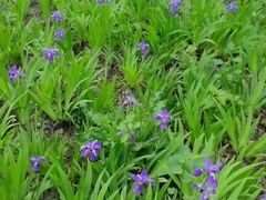 -合肥滨湖国家森林公园