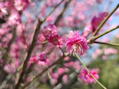 -菊花台公园