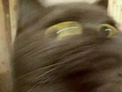 猫-恒康宠物医院(司背后街店)