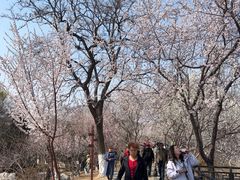 -桃花堤公园